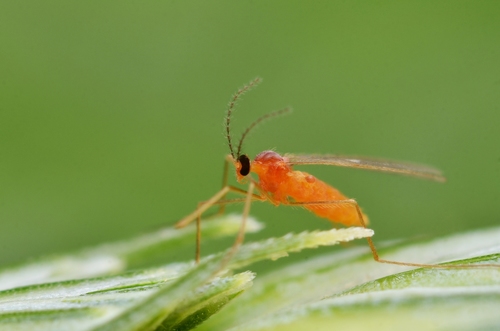 wheat midge