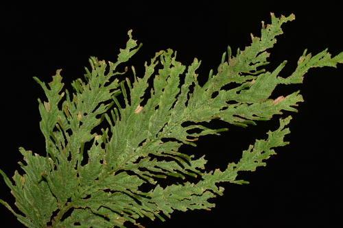 Selaginella flagellifera iNat (2)