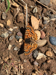 Euphydryas anicia wecoeut