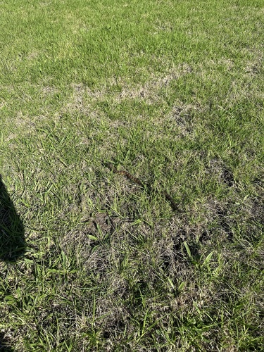 Tiger Snake sighting