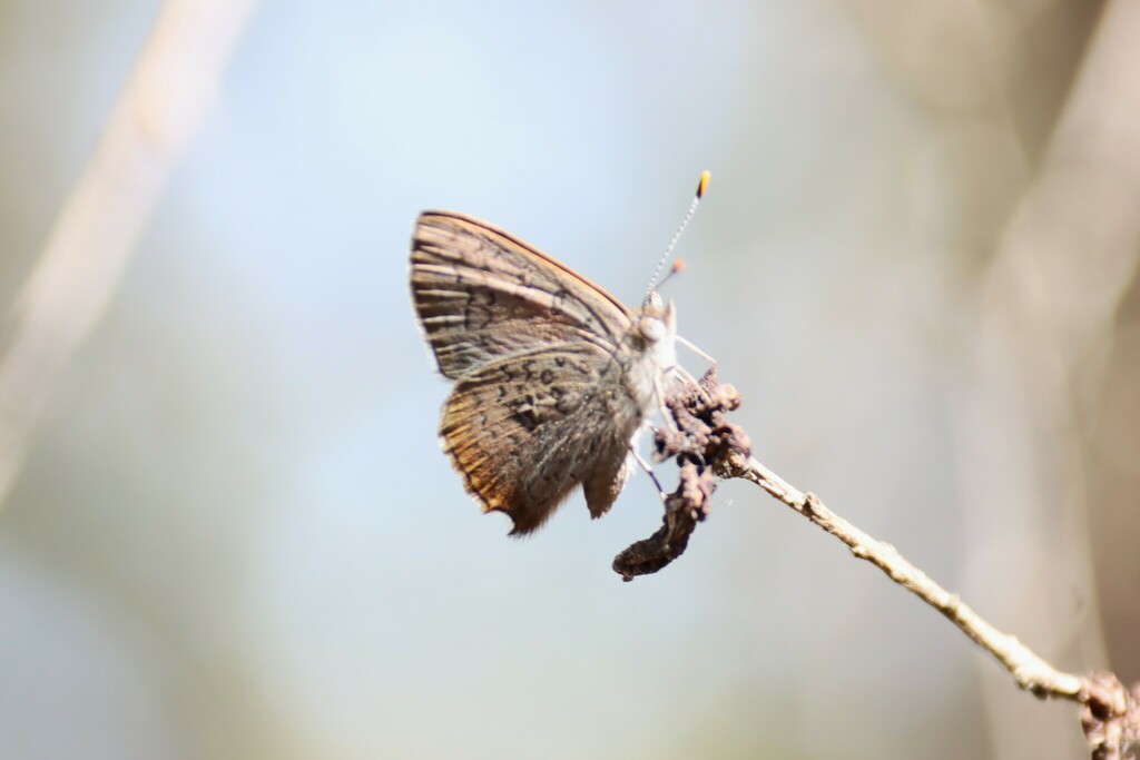 Eltham copper butterfly from Melbourne VIC, Australia on March 10, 2024 ...