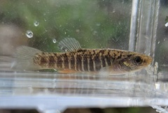 Marsh Killifish photo 3
