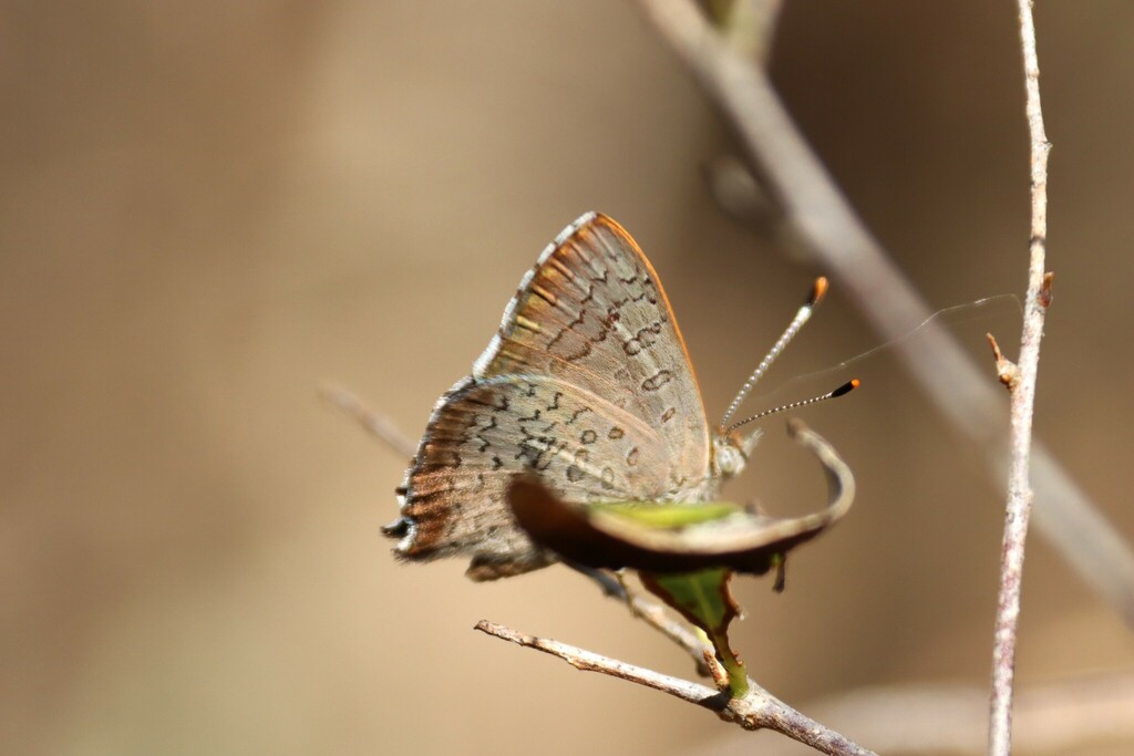 Eltham copper butterfly from Melbourne VIC, Australia on March 10, 2024 ...