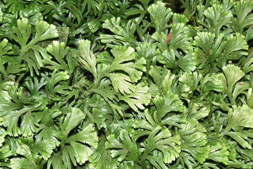 Selaginella doederleinii iNat (3)