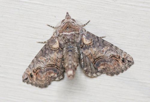 Paectes abrostoloides Guenée, 1852