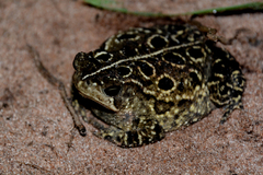 Ocellated Toad photo 2