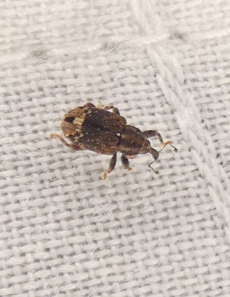Buttonbush Weevil