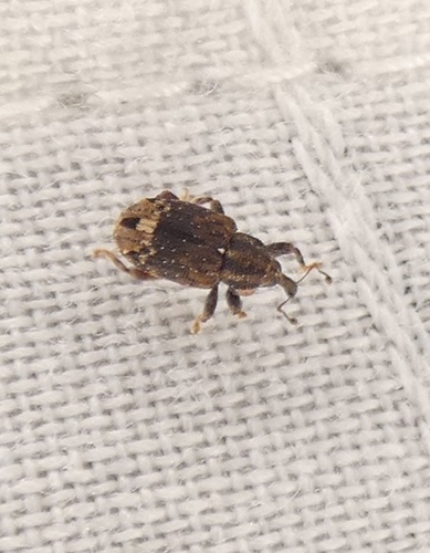 Buttonbush Weevil