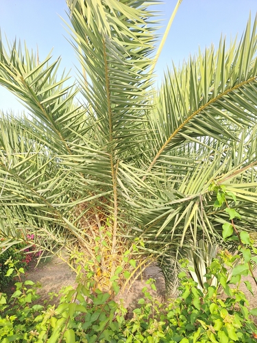 Phoenix sylvestris