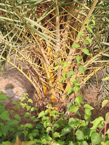 Phoenix sylvestris