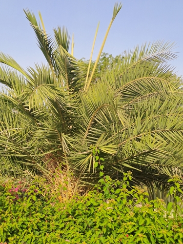Phoenix sylvestris