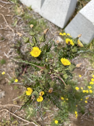 Sonchus asper observed 2024-04-02