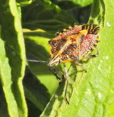 Agonoscelis versicoloratus