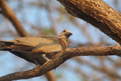 Streptopelia decaocto