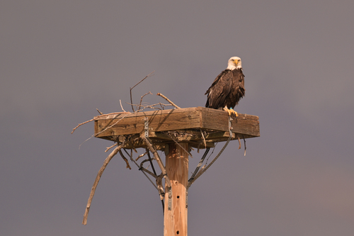 Bald Eagle photographed in Arizona