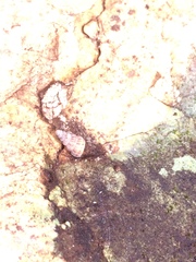 Cochlostoma septemspirale