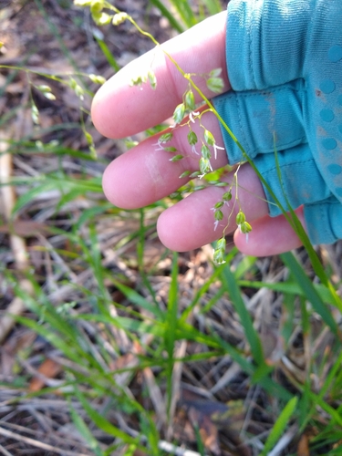 Image of Anthoxanthum occidentale by no rights reserved