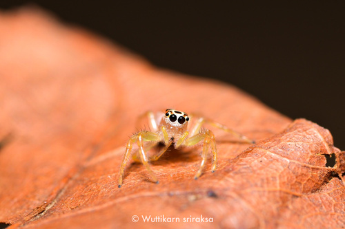 Two-striped Telamonia