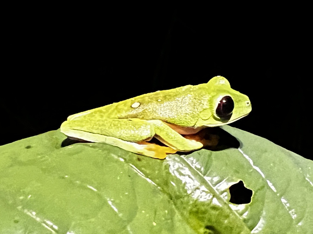 Gliding Leaf Frog from Jairo Mora Sandoval Gandoca-Manzanillo Mixed ...