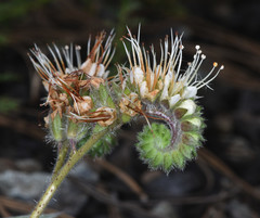 Phacelia heterophylla