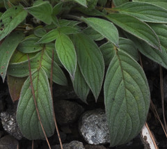 Phacelia heterophylla