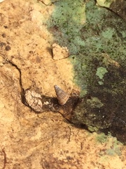 Cochlostoma septemspirale