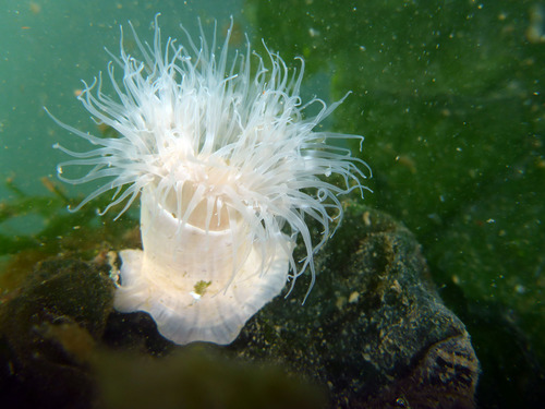 Plumose Anemone