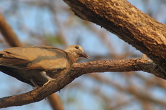Streptopelia decaocto