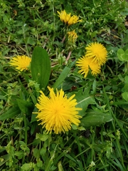Taraxacum officinale