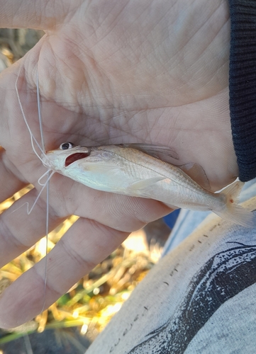Pimelodus argenteus