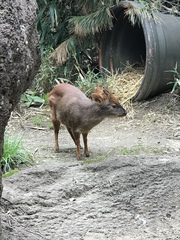 Pudu