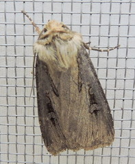 Agrotis volubilis