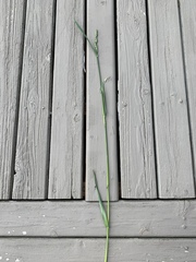 Dactylis glomerata glomerata