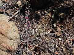 Streptanthus glandulosus glandulosus