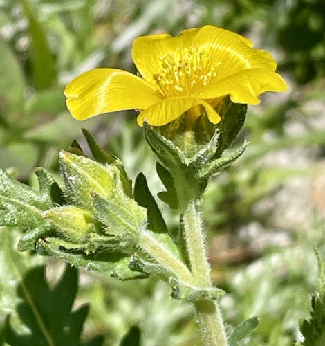 grass blazingstar (Mentzelia gracilenta)