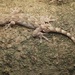 Cib Gecko - Photo (c) 顾天玄, some rights reserved (CC BY-NC), uploaded by 顾天玄