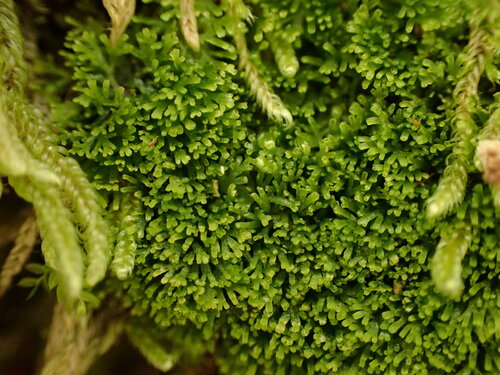 Riccardia lobulata
