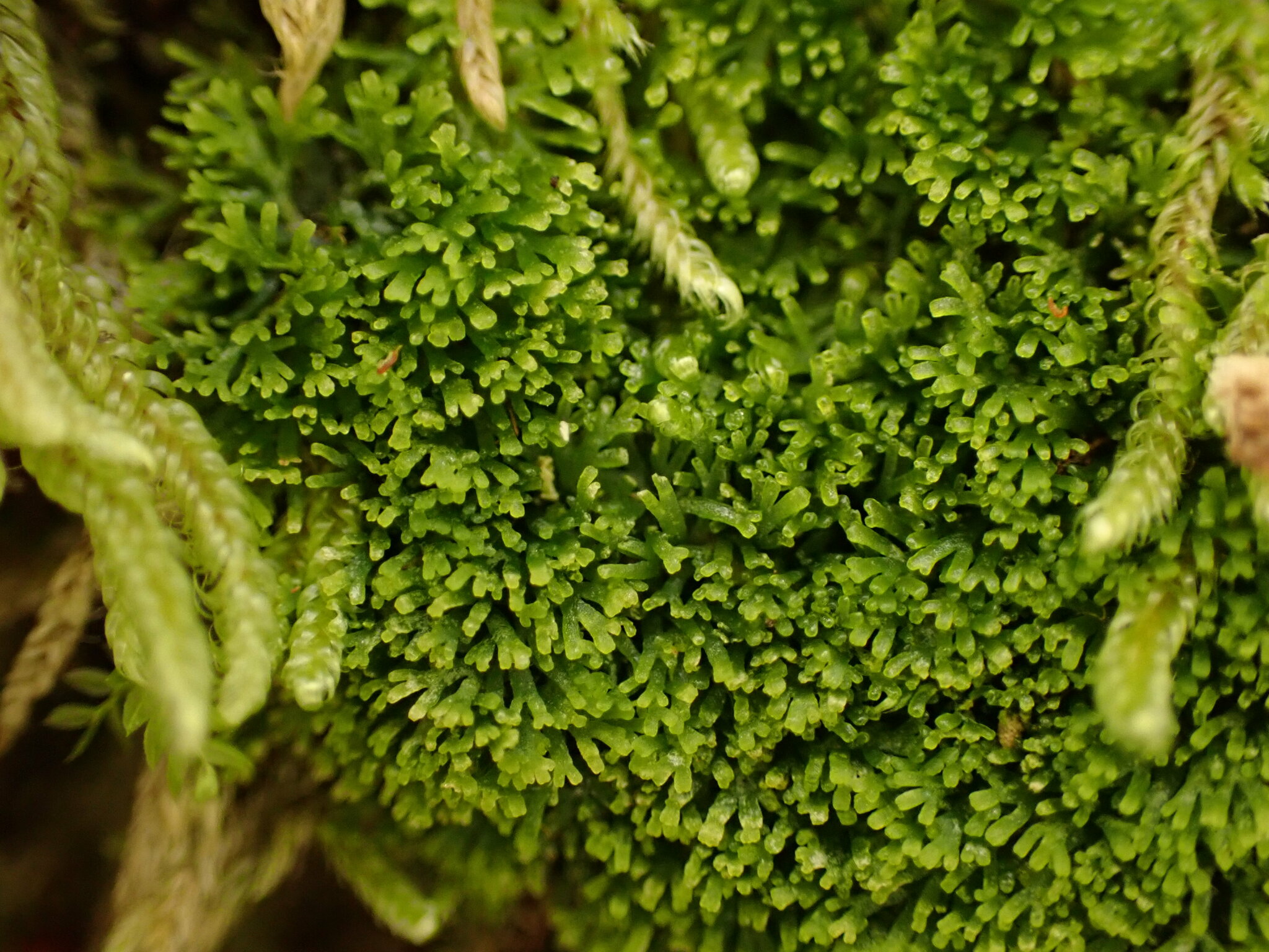 Riccardia lobulata