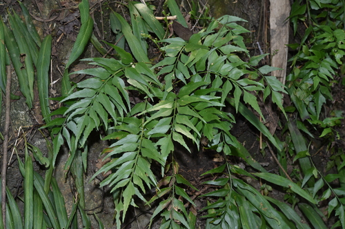 Asplenium polyodon iNat (3)