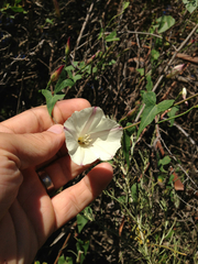 Calystegia purpurata