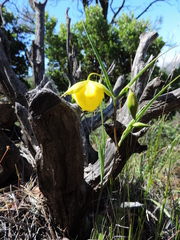 Calochortus pulchellus