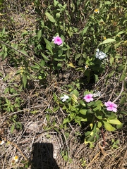 Catharanthus roseus image