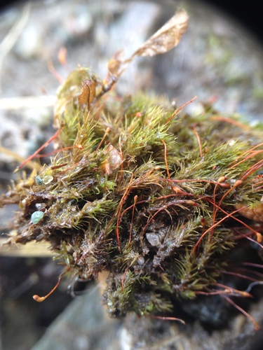 Image of Calcidicranella varia by no rights reserved
