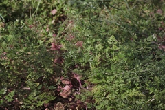 Anthriscus caucalis