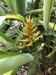 Heliconia librata