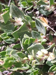 Muehlenbeckia volcanica