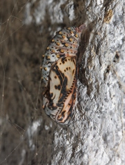 Euphydryas chalcedona