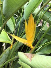 Heliconia librata