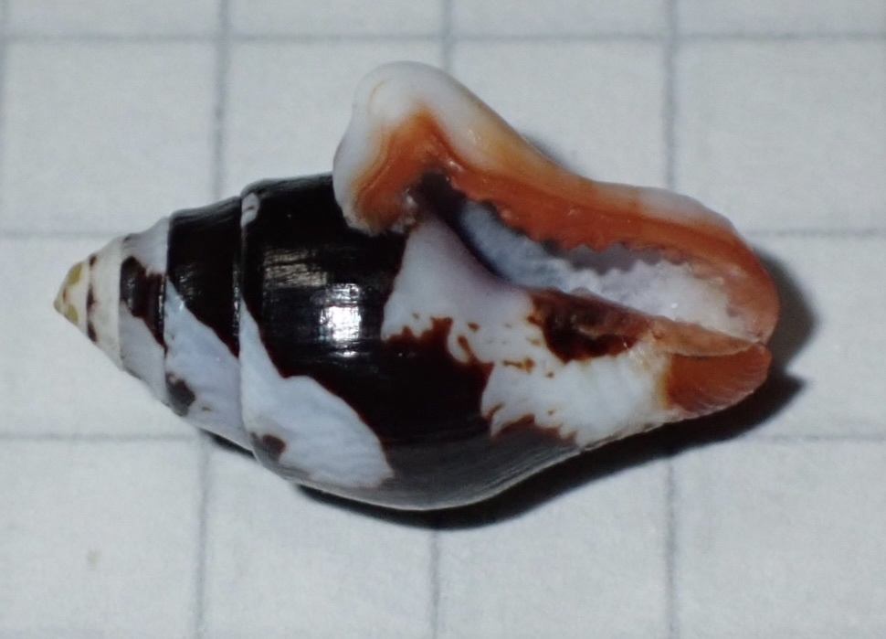 Columbella Insect Columbella haemastoma from Golfo De Panamá, Provincia de Panamá, PA on ...