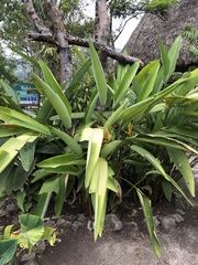 Heliconia librata